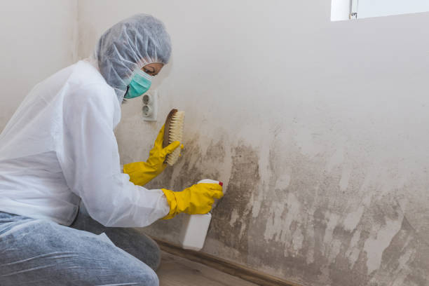 Best Home Mold Removal  in Henrietta, TX