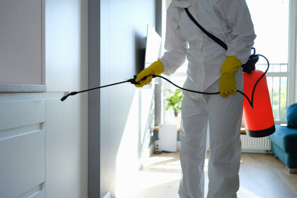 Attic Mold Removal in Henrietta, TX