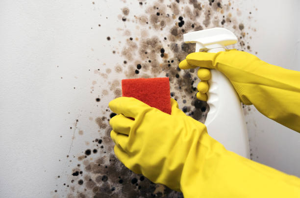 Best Mold Damage Repair  in Henrietta, TX