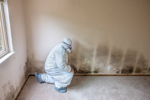 Best Commercial Mold Removal  in Henrietta, TX
