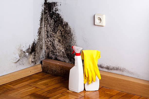 Best Attic Mold Removal  in Henrietta, TX