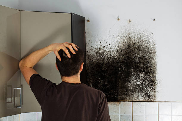 Best Best Mold Removal Companies  in Henrietta, TX